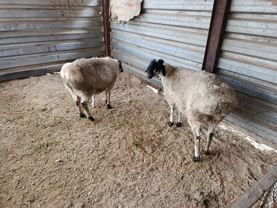 Куйлар сотилади кора кулок