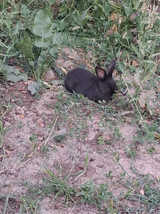 Quyon bolasi sotiladi zottor