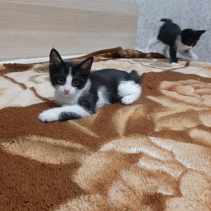 Малыши-котенки ищут дом