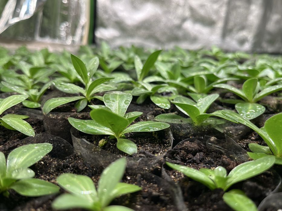 Эустома цветы рассада