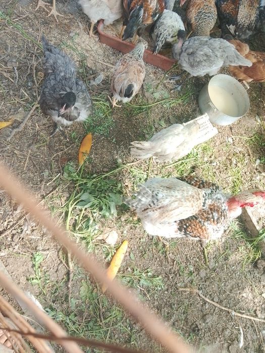 Продам курочек голошейки