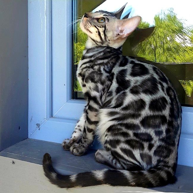 SILVER Bengal- котята !