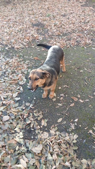 Собака срочно ищет дом