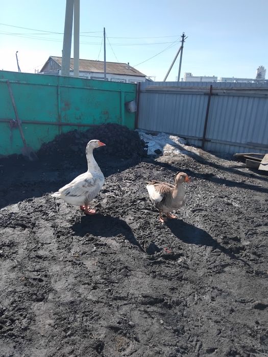 Продам  гусака и  гуску