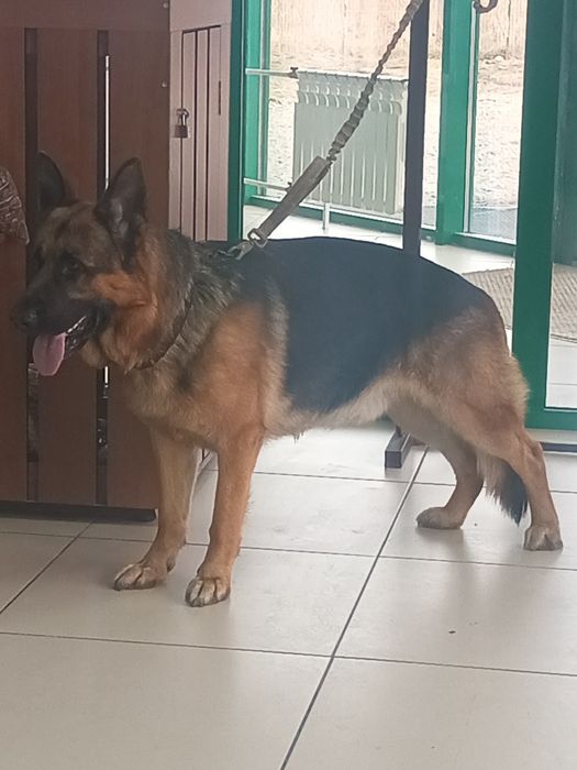 Продам щенков немце-корсо