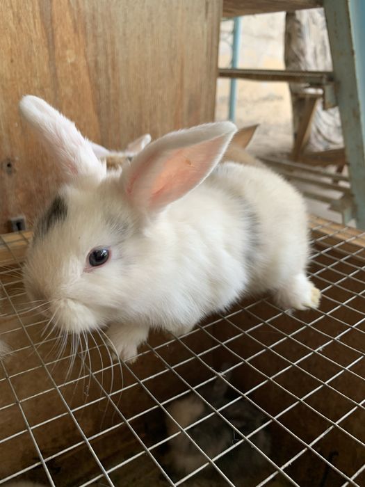 Куйон бор сотилади :