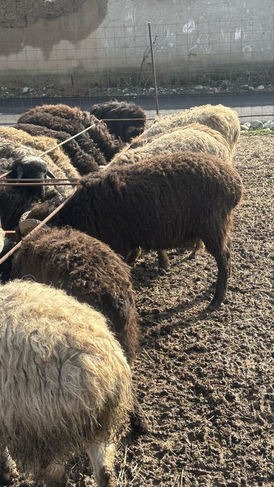 41 бас қошқар 1 жасар шаруа