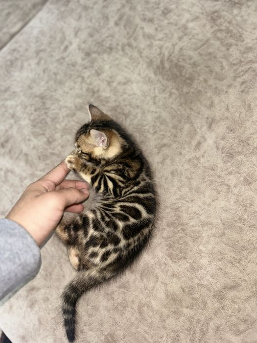 Бенгальские котята