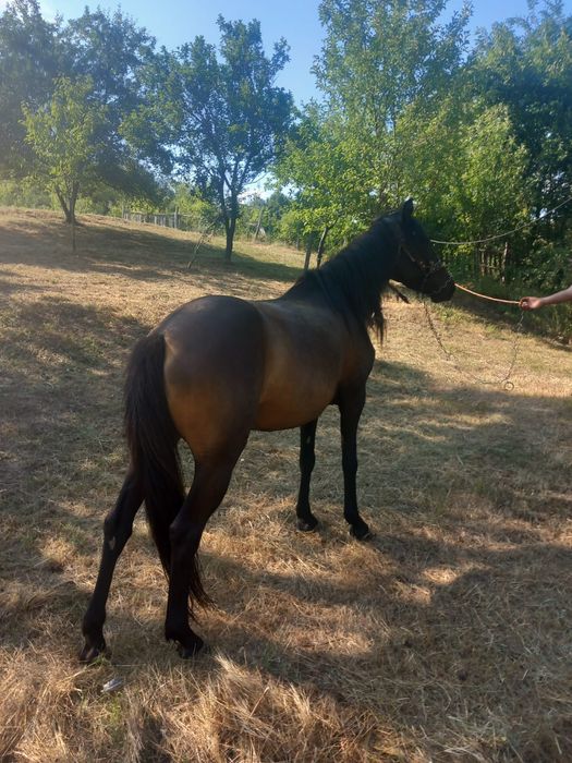 Vând iapă la schimb cu tractor