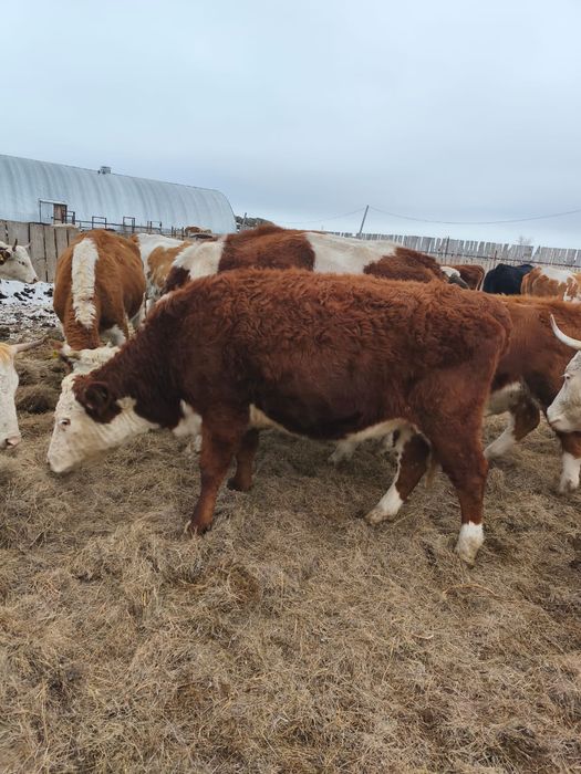 Соғымға сиыр сатылады.