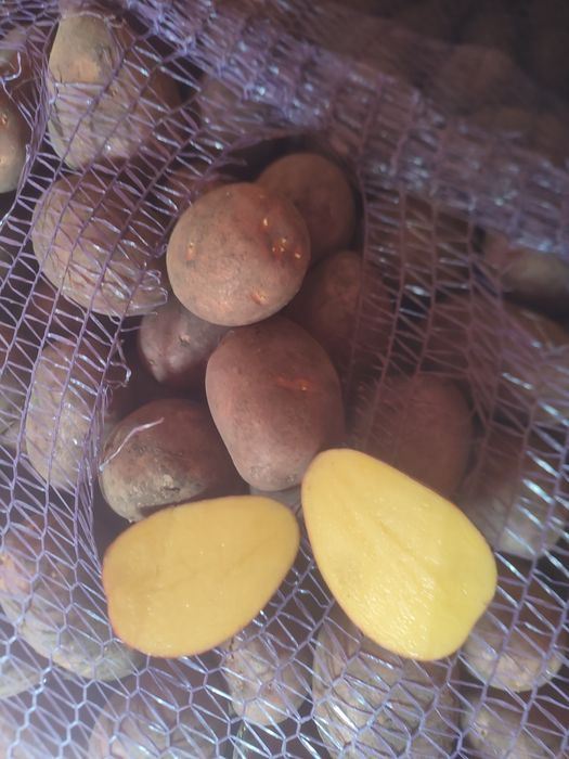 Qizil kartoshka urug'