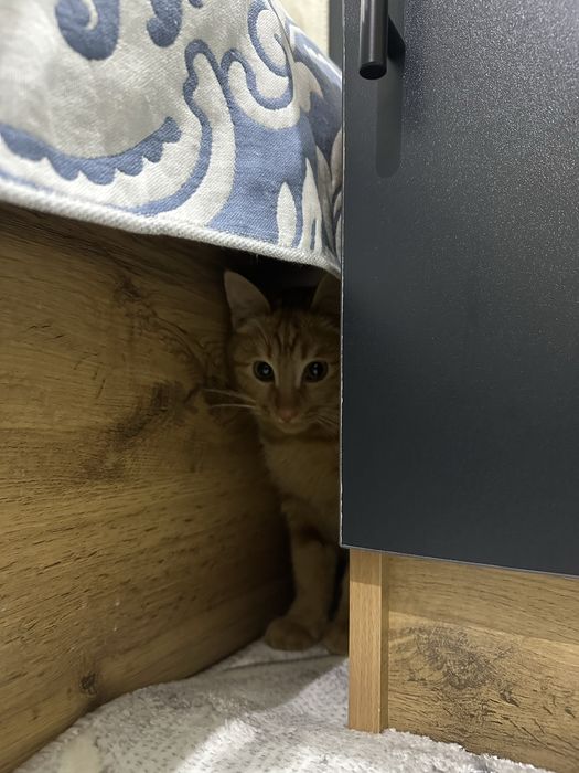 Отдам в добрые руки