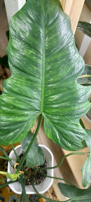 Филодендрон Золотой Дракон