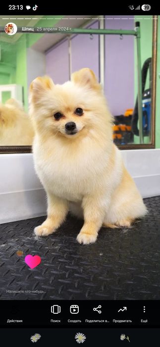 Стрижка шпица 7 000 тг