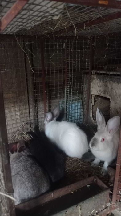 Крольчата полугиганты