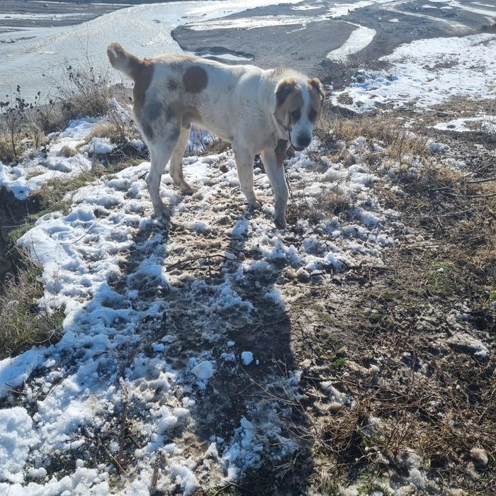 Alaboy tozasi sotiladi erkak