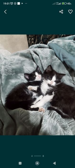 Отдам котят в хорошие руки