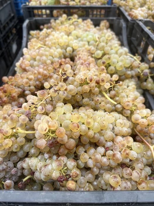 Struguri pentru Vin Feteasca Regala