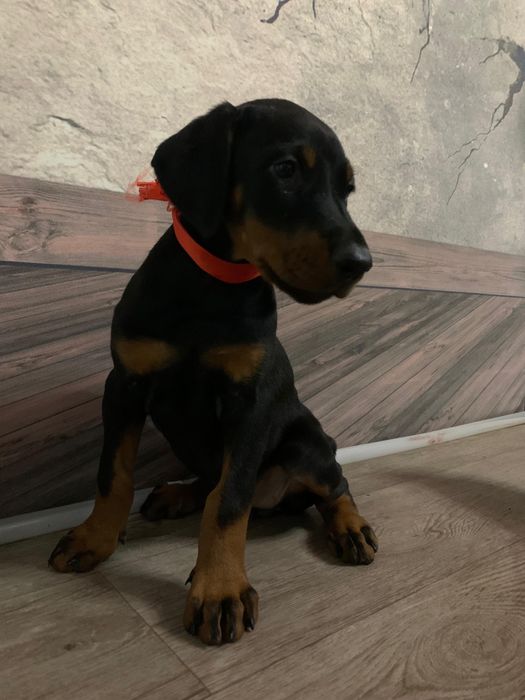 Срочно щенки добермана