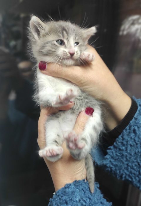 1-месечно момченце търси дом