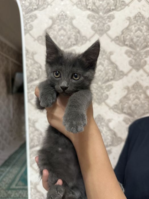 Отдам котенка даром в хорошие и добрые руки,2 черные 2 пепельные