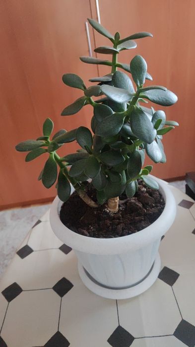 Денежные деревья