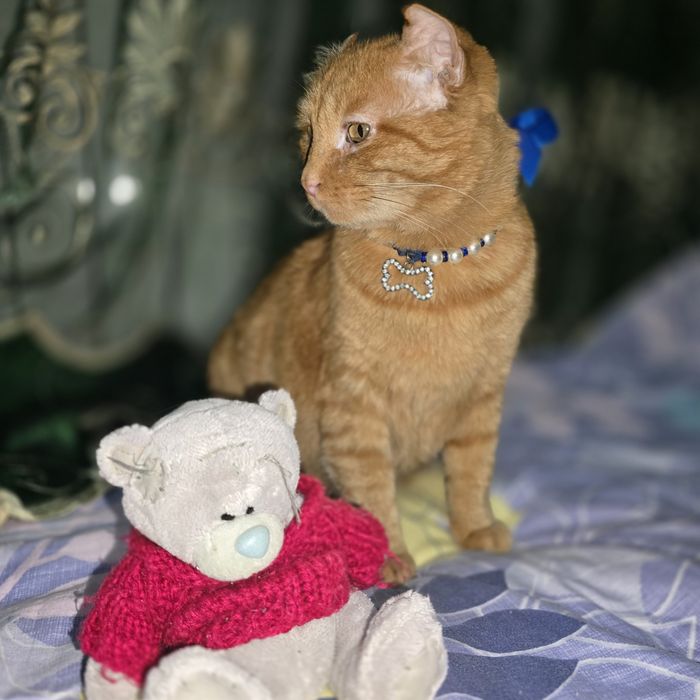 Санни ищет дом, добрые руки