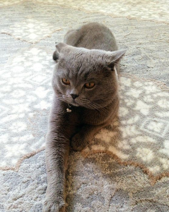 Вязка Британский