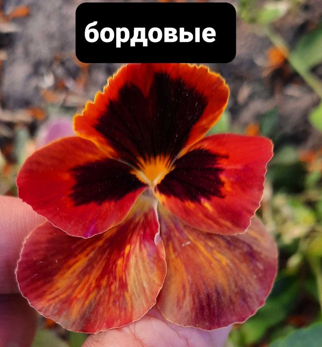 Уличные цветы.целозия .