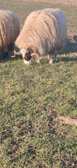 Berbec brez cu nasu alb