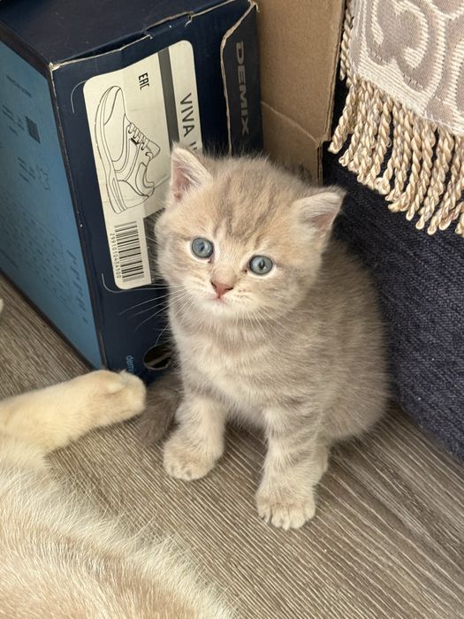 Котенок мальчик чистый британец