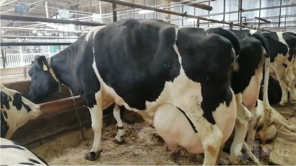 Kafolatli veterinariya xizmati