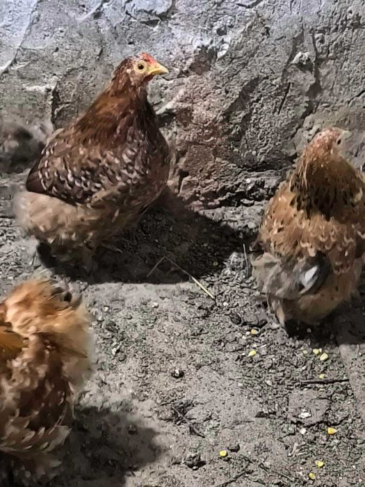 кокошки мини кохини