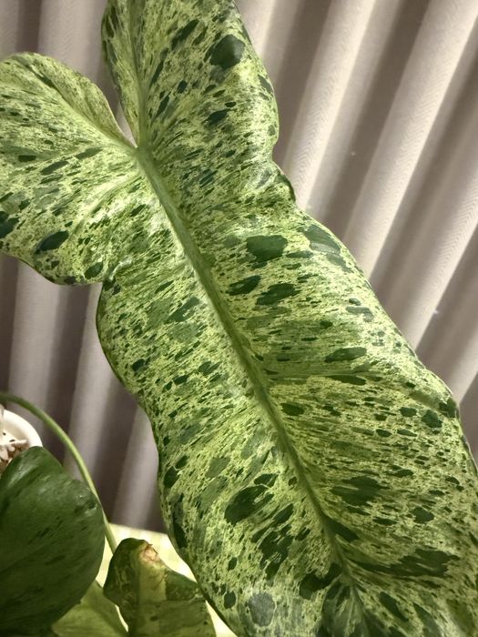 Филодендрон параисо верди