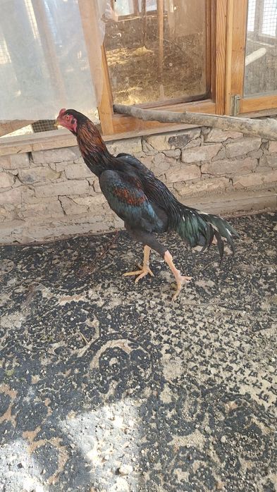 Жожа сотилади апрельда чиккан хали уришмаган