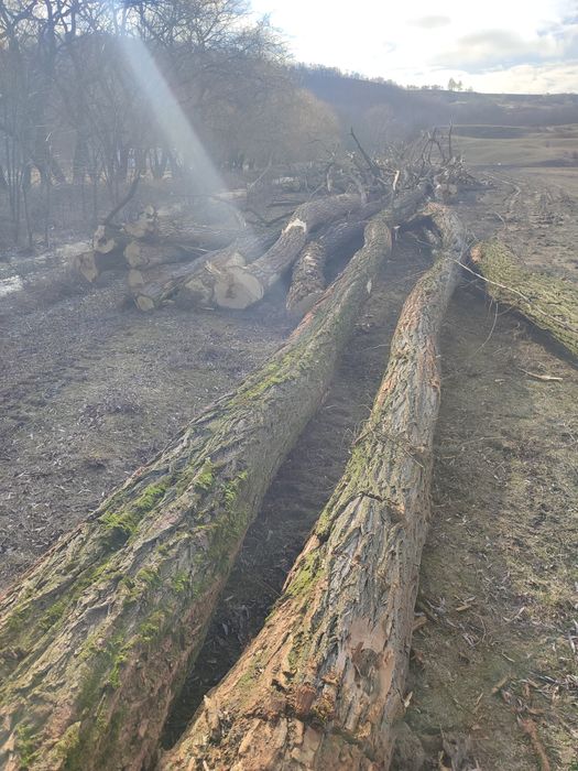 Vând lemne de salcâm