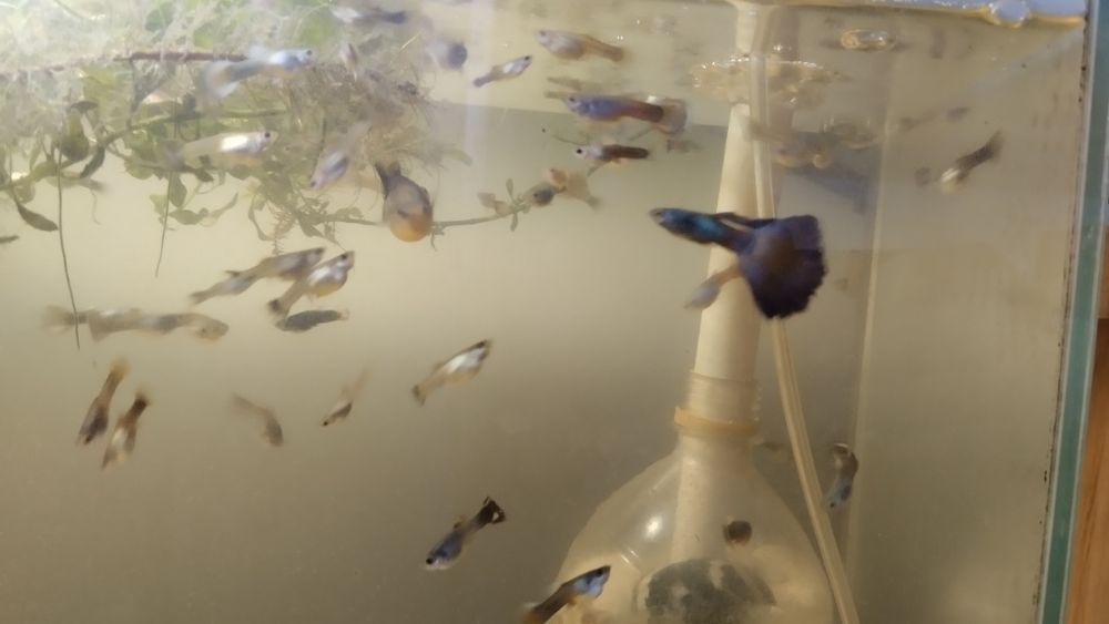 Аквариумные рыбки