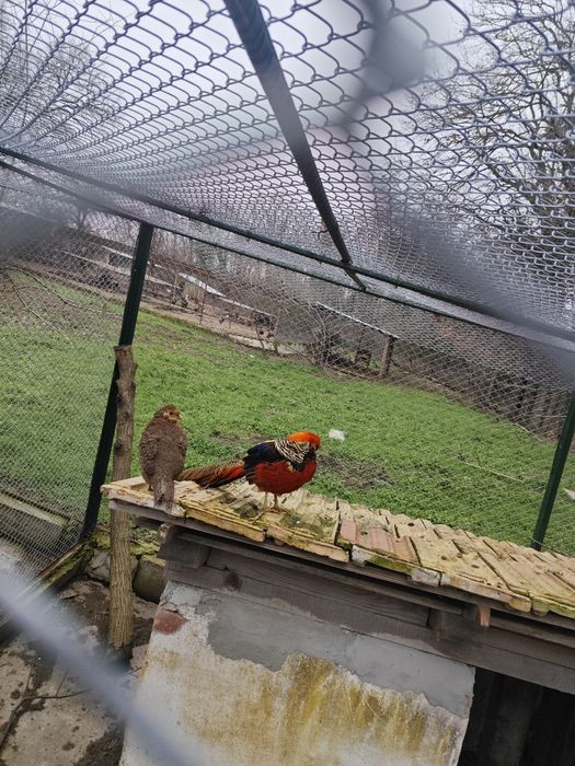 Токачки,Фазани,Петли,,японски кокошки,мускусни неми патици