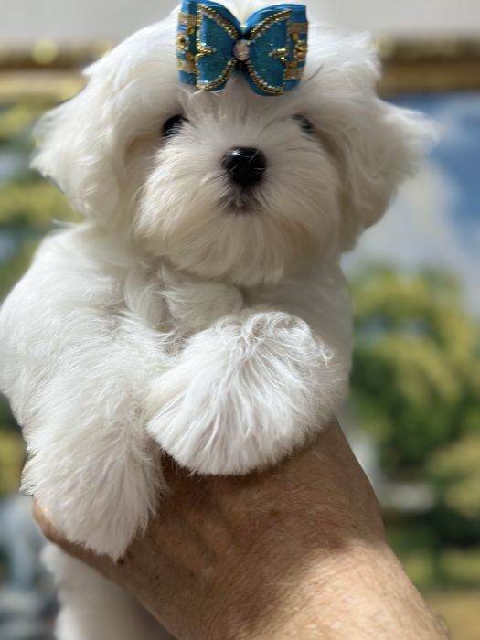 Шикарные малыши мальтезе