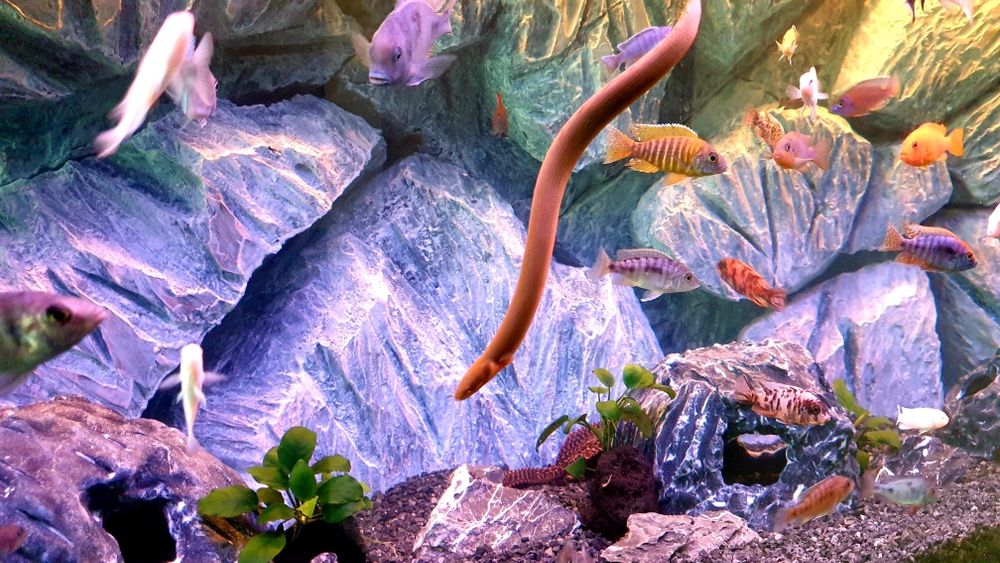 Изготовление 3D фона для аквариума