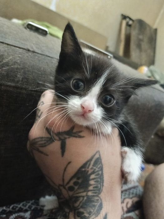 Отдам котят , разного возраста.
