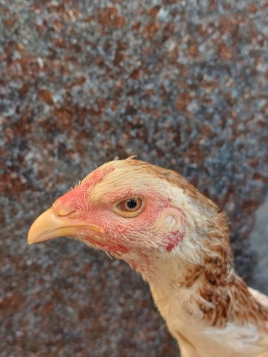 Privaznoy ganoy qon dakan tovuq