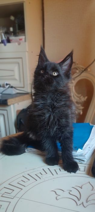 Котёнок мейн кун