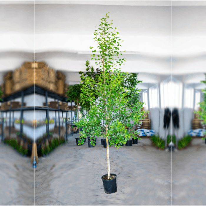 Mesteacan Auriu la Ghiveci