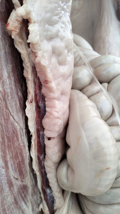 Продам соғым молодняк