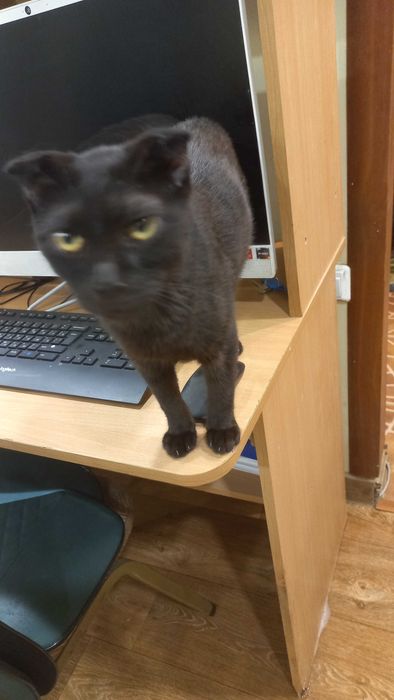 Ваш любимый питомец