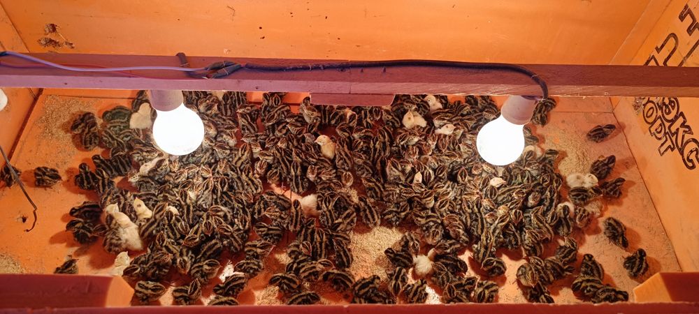 Jója shiqaruvshi inkubatorlar yasaberiladi zakasga