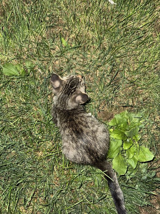 Котенок,отдам даром