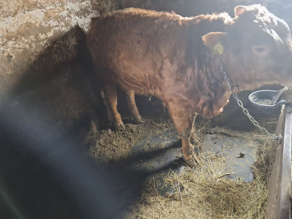 Vând vițel limuzin