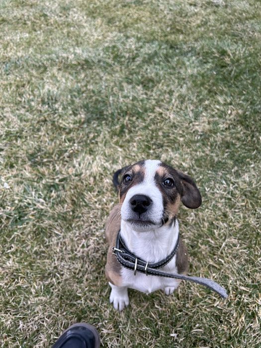 Собака помесь Стаффорда